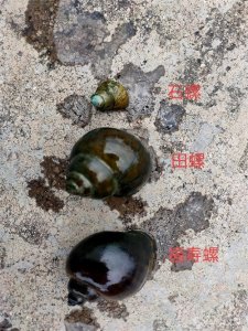 ​石螺、田螺、福寿螺的区别