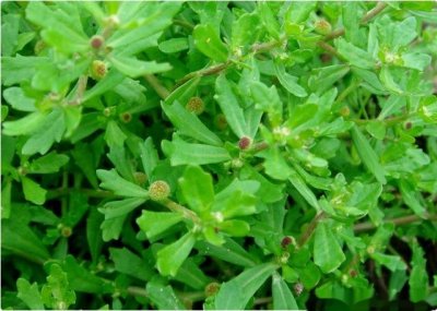 ​这中草药，鹅不食草，你们了解吗？