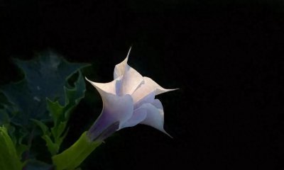 神秘而妖娆的曼陀罗花