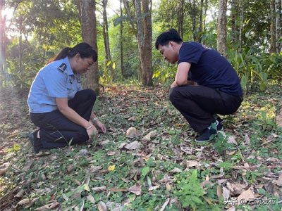​西双版纳民警救助国家二级保护动物锯缘摄龟