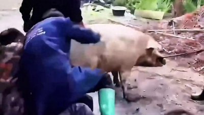 ​盘点过年杀猪搞笑名场面，杀一头猪闹出那么多笑话，笑到肚...