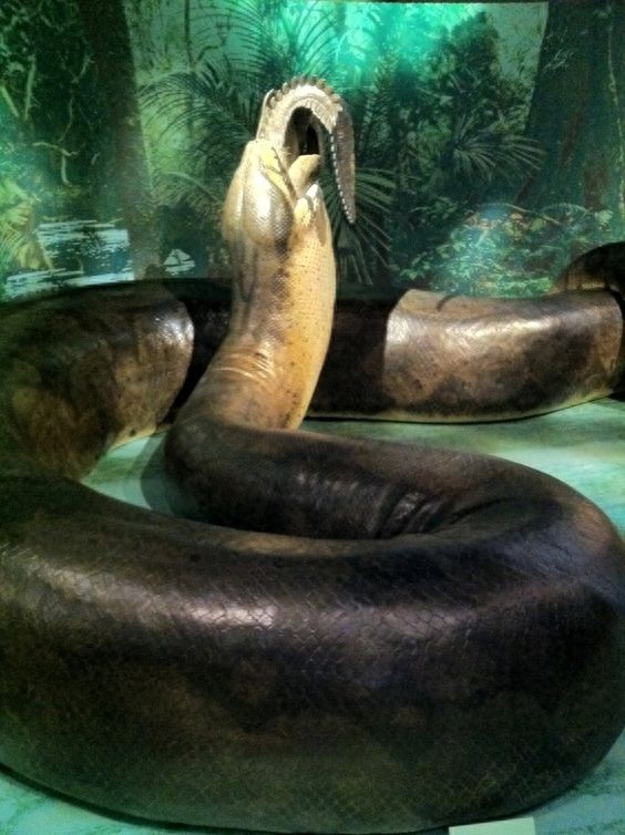 泰坦的巨蟒,居然重达1吨