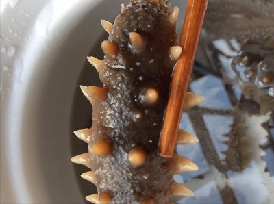 海参别再葱烧了,搭配上洋葱、青菜来个海参炒面,贼过瘾的出路