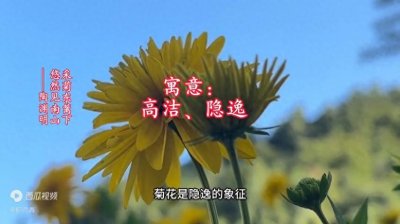 ​菊花的寓意和象征，中国人都知道！