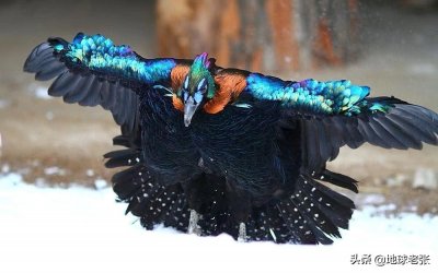 ​国家一级保护动物名录67——虹雉（所有种）