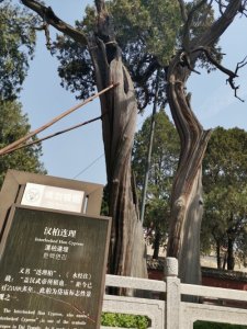 ​泰山岱庙之“汉柏连理”，相互依偎2100年，情侣必拜