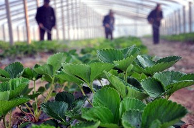 ​芸苔素加磷酸二氢钾有什么用？什么作物能用？能提高作物抗冻性吗