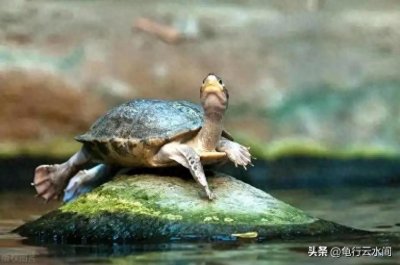 乌龟、王八、甲鱼和鳖的区别是什么?还分不清楚的看过来了