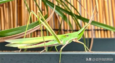 ​中华剑角蝗，遍布我国31个省；在你的家乡，它叫什么呢？