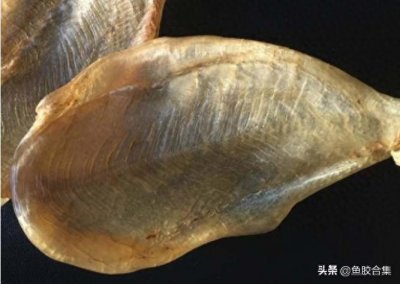 ​「鱼胶合集」花胶之白花胶，白花胶是什么鱼胶？
