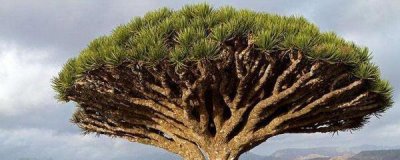 ​龙血树怎么扦插