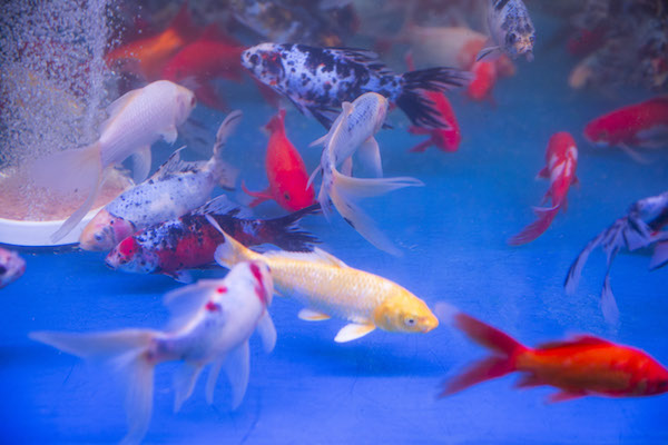 家养锦鲤养几条最吉利 养锦鲤口诀