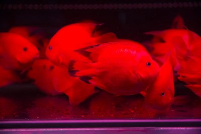 ​家养锦鲤养几条最吉利 养锦鲤口诀