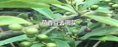 ​荷香豆去哪买