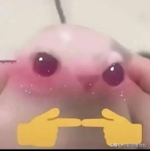 ​中午好！表情包来了