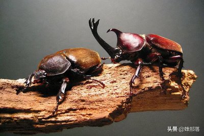 ​农村常见的独角仙，现如今一只卖到上百元，依靠它能发家致富吗？