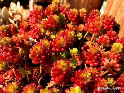 ​How多肉每日多肉植物分享-软萌可爱，寓意红红火火的红色浆果多肉