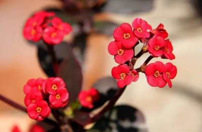 ​花开时别样红的铁海棠怎么养殖？只需这几点轻松搞定！