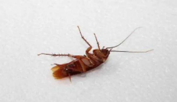 蟑螂如何彻底清除,家里蟑螂怎么彻底清除图1