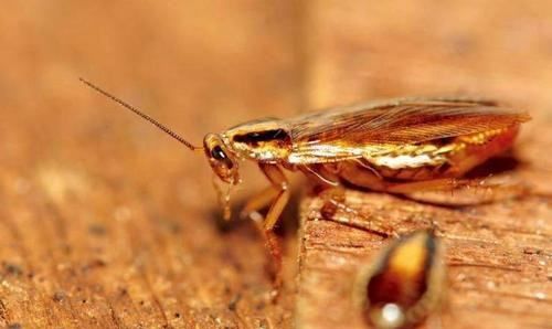 蟑螂如何彻底清除,家里蟑螂怎么彻底清除图10