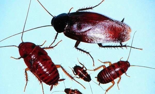 如何彻底消灭蟑螂