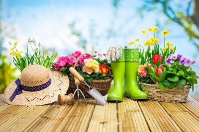 ​蒙古莸的功效与作用