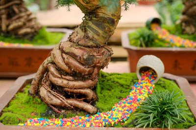 ​澳洲杉盆景怎么养护