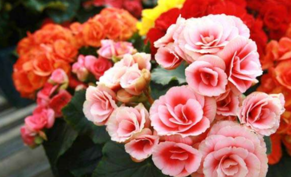 插花水里放盐还是糖,插花水里放盐还是糖几天换一次水图1