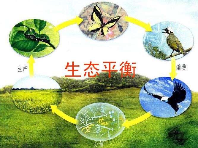 生态平衡指是什么意思（生态平衡的含义）