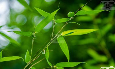 ​夏雨中翠绿的竹叶