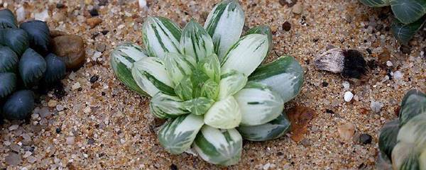 种多肉的方法步骤（种植小多肉的8个步骤）