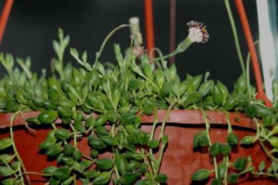 ​多肉植物大弦月城的养护方法