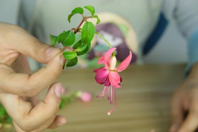 ​倒挂金钟的花语