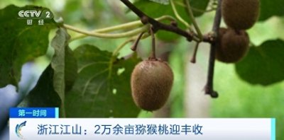​预计产量1.8万吨！浙江江山2万余亩猕猴桃迎丰收