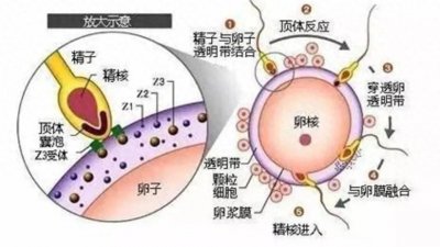 精子形成与受精过程:生命起源的科学与奇迹