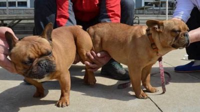 ​狗狗冷知识：狗在交配后，为什么还会背靠背上锁呢？