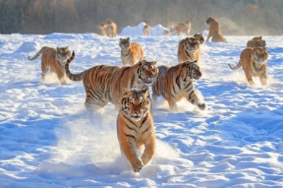 ​东北虎：森林之王的崛起