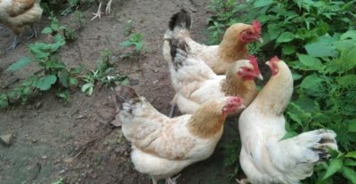 ​新手养鸡怎么养？养鸡注意事项，合理避坑