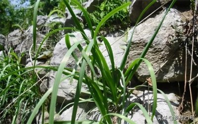 ​长山里的野韭菜叶小、色深、根粗，吃法简单，用处很特殊