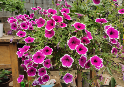 ​家里为什么不能养茶花原因是什么（室内难养的5种花 养养就死了，看看你养过几