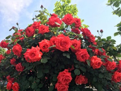 月季扮靓南京凯瑟琳广场