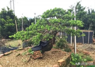 ​罗汉松怎么养？需要了解这些做法，才能长得旺、造型快！