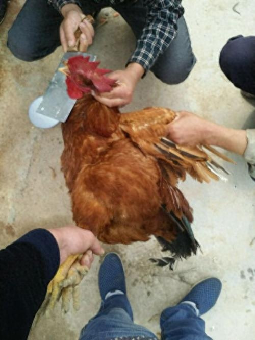 杀鸡的正确方法(杀鸡位置一刀杀死技巧)