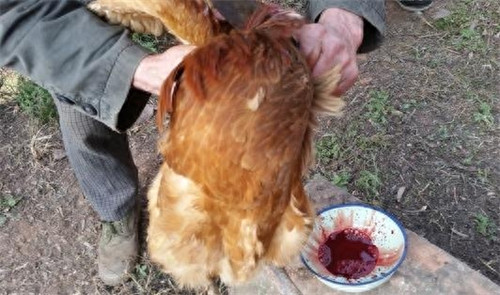 杀鸡的正确方法(杀鸡位置一刀杀死技巧)