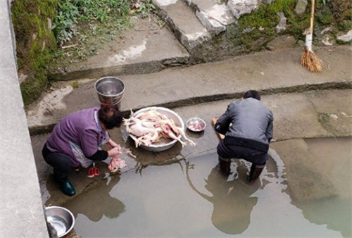 杀鸡的正确方法(杀鸡位置一刀杀死技巧)