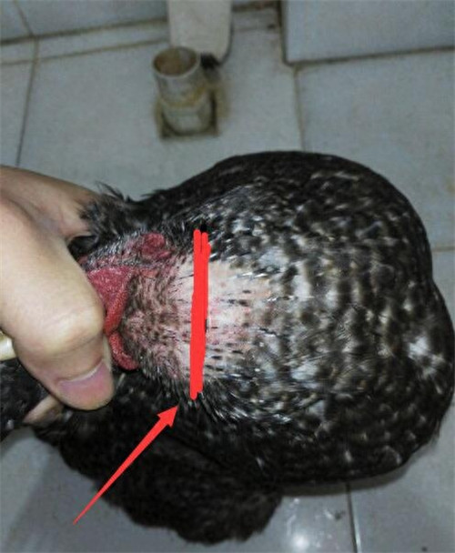 杀鸡的正确方法(杀鸡位置一刀杀死技巧)