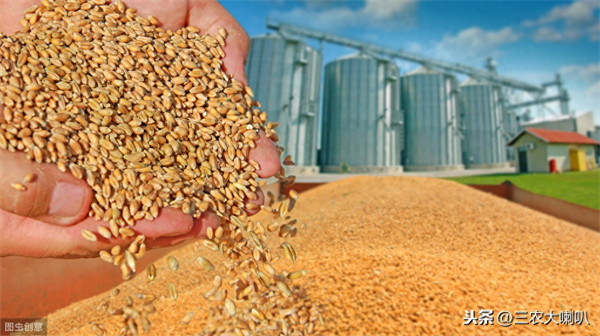 用什么方法可以长期保存小麦(麦子如何长期保存)