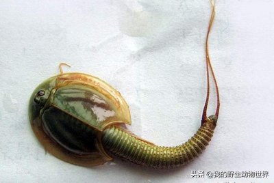 ​农村一虫子活了3亿年，一生只有90天，卵却能活25年