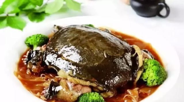 甲鱼吃什么食物为主呢（甲鱼是一道不错的食补）(6)