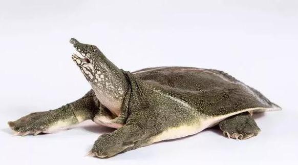 甲鱼吃什么食物为主呢（甲鱼是一道不错的食补）(4)